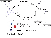phage infection cycle.jpg